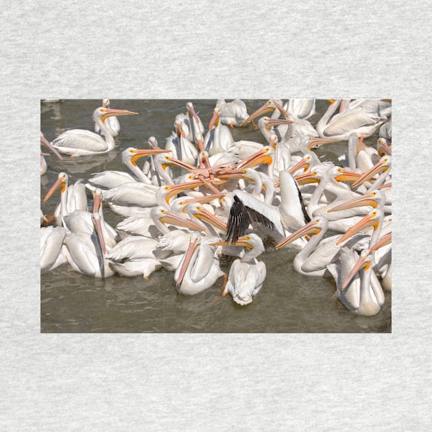 American White Pelicans by Eunice1